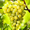 Виноград плодовый Августин фото 2 
