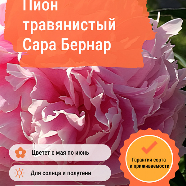 Пион травянистый Сара Бернар фото 5 
