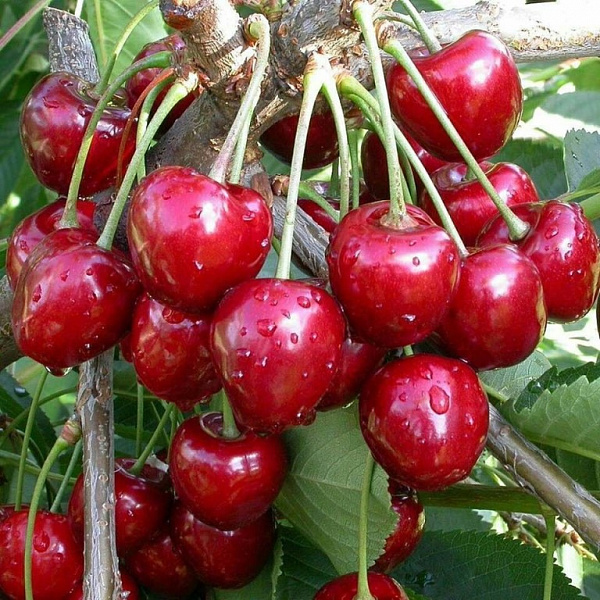 Вишня обыкновенная Волочаевка фото 1 