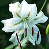 Лилия видовая Прекрасная Альбум фото 1 